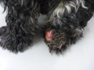 軟骨由来間葉系悪性腫瘍