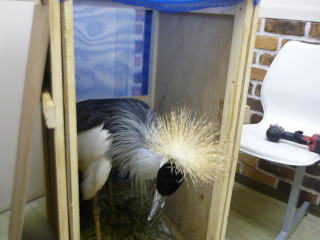 跛行のカンムリヅル