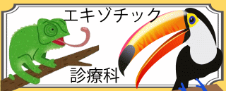 エキゾチック診療インコ