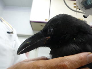 傷病野生鳥獣救護事業