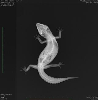 床材を誤嚥したヒョウモントカゲモドキ
