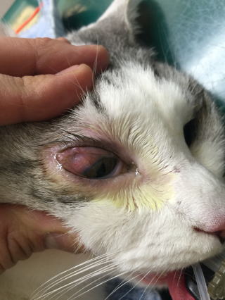 ヘルペス性結膜炎