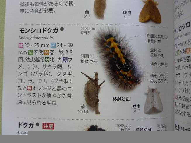 モンシロトカゲ