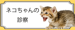 猫の診察